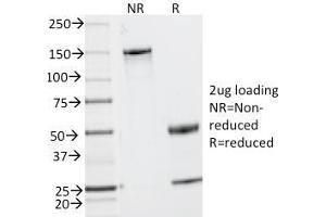 SDS-PAGE Analysis Purified MUC2 Mouse Monoclonal Antibody (MLP/842). (MUC2 Antikörper)