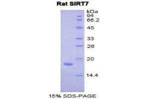 SDS-PAGE (SDS) image for Sirtuin 7 (SIRT7) (AA 135-274) protein (His tag) (ABIN1878175) (SIRT7 Protein (AA 135-274) (His tag))