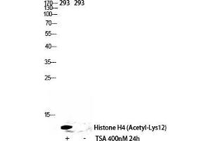 Western Blot (WB) analysis of 293 cells using Acetyl-Histone H4 (K12) Polyclonal Antibody. (Histone H4 Antikörper  (acLys12))
