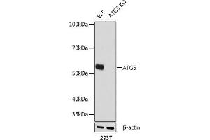 Western blot analysis of extracts from wild type (WT) and  knockout (KO) 293T cells, using  antibody (ABIN7265710) at 1:1000 dilution. (ATG5 Antikörper)