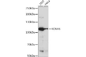 Western blot analysis of extracts of various cell lines, using KCNH6 Rabbit pAb (ABIN7269490) at 1:1000 dilution. (KCNH6 Antikörper  (AA 70-220))