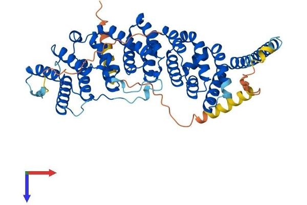 PPP2R5C Protein (AA 1-524) (His tag)