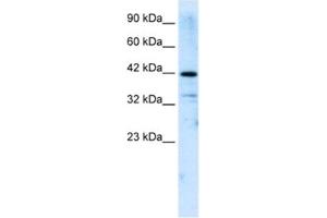 Western Blotting (WB) image for anti-Zinc Finger and SCAN Domain Containing 31 (ZSCAN31) antibody (ABIN2461279) (Zinc Finger and SCAN Domain Containing 31 (ZSCAN31) Antikörper)