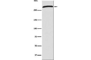 Western blot analysis of CHD4 expression in 293T cell lysate.