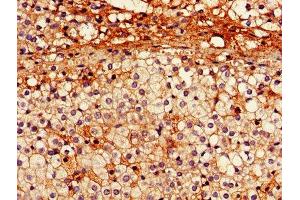 IHC image of ABIN7151093 diluted at 1:600 and staining in paraffin-embedded human adrenal gland tissue performed on a Leica BondTM system. (Parkin Antikörper  (AA 1-465))