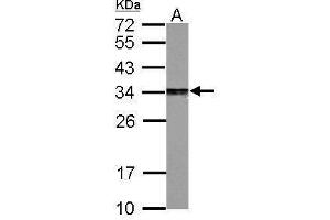WB Image Sample (30 ug of whole cell lysate) A: PC-12 12% SDS PAGE antibody diluted at 1:2000 (PSME3 Antikörper)
