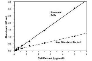 ELISA image for Nuclear Factor kappa B p50 (NFkB p50) ELISA Kit (ABIN965406)