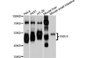 Western blot analysis of extracts of various cell lines, using SMU1 antibody. (SMU1 Antikörper)