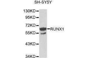 Western blot analysis of extracts of SH-SY5Y cells, using RUNX1 antibody (ABIN5971086) at 1/1000 dilution. (RUNX1 Antikörper)