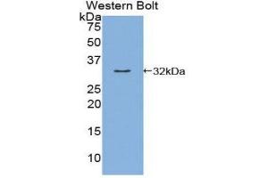 Western Blotting (WB) image for anti-Kallikrein 9 (KLK9) (AA 1-254) antibody (ABIN2116666) (Kallikrein 9 Antikörper  (AA 1-254))