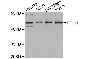 Western blot analysis of extracts of various cell lines, using PELI3 Antibody (ABIN6003707) at 1/1000 dilution. (Pellino 3 Antikörper)