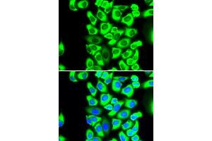 Immunofluorescence (IF) image for anti-Ribosomal Protein S3A (RPS3A) antibody (ABIN1980252)