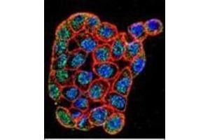 Confocal immunofluorescent analysis of FOXA2 / HNF3B Antibody (Center) Cat. (FOXA2 Antikörper  (Middle Region))