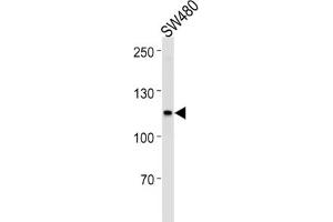 Western Blotting (WB) image for anti-Mismatch Repair Protein 2 (MSH2) antibody (ABIN2996263) (MSH2 Antikörper)
