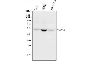 Western blot analysis of UBE1C using anti-UBE1C antibody (ABIN3043952).