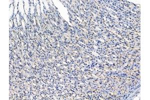 ABIN7094764 and ABIN7098815 at 1/100 staining Rat stomach tissue by IHC-P.
