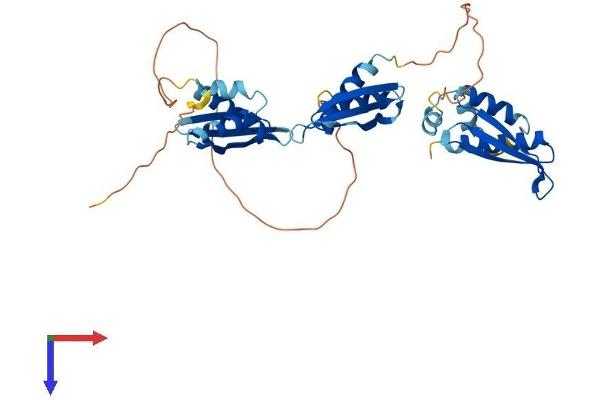 TARBP2 Protein (AA 1-365) (His tag)