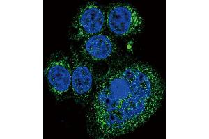 Immunofluorescence (IF) image for anti-HtrA Serine Peptidase 1 (HTRA1) antibody (ABIN2933916)