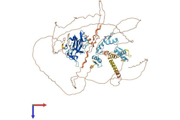 PRDM1 Protein (AA 1-856) (His tag)