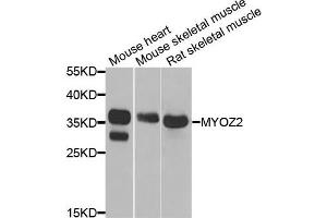 Western blot analysis of extracts of various cells, using MYOZ2 antibody. (MYOZ2 Antikörper)