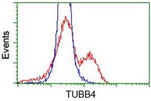 HEK293T cells transfected with either RC203945 overexpress plasmid (Red) or empty vector control plasmid (Blue) were immunostained by anti-TUBB4 antibody (ABIN2454748), and then analyzed by flow cytometry. (TUBB4 Antikörper)
