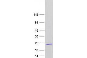 Western Blotting (WB) image for Endosulfine alpha (ENSA) (Transcript Variant 1) protein (Myc-DYKDDDDK Tag) (ABIN2714624)