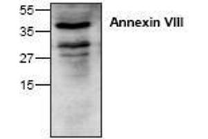 Image no. 1 for anti-Annexin A8 (ANXA8) antibody (ABIN127268) (Annexin VIII Antikörper)
