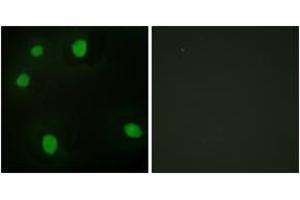 Immunofluorescence analysis of HepG2 cells, using MORF4L1 Antibody. (MORF4L1 Antikörper  (AA 31-80))