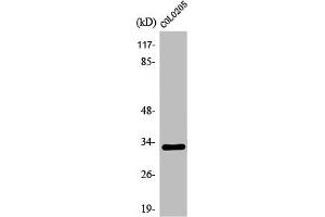 Western Blot analysis of COLO205 cells using Olfactory receptor 1B1 Polyclonal Antibody (OR1B1 Antikörper  (Internal Region))