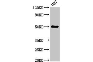 Western Blot Positive WB detected in: U87 whole cell lysate All lanes: URI1 antibody at 5. (URI1 Antikörper  (AA 180-298))