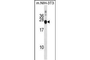Western blot analysis in mouse NIH-3T3 cell line lysates (35ug/lane). (DNAJC5 Antikörper  (AA 52-80))