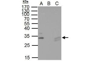 IP Image TIP30 antibody immunoprecipitates TIP30 protein in IP experiments.