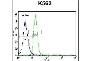 PTPN20A Antibody (Center) (ABIN655743 and ABIN2845189) flow cytometric analysis of K562 cells (right histogram) compared to a negative control cell (left histogram). (PTPN20A Antikörper  (AA 178-207))