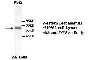 Image no. 1 for anti-Tumor Necrosis Factor Receptor Superfamily, Member 10b (TNFRSF10B) (Internal Region) antibody (ABIN791067) (TNFRSF10B Antikörper  (Internal Region))