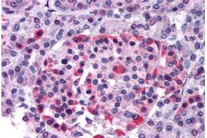Human Pancreas (formalin-fixed, paraffin-embedded) stained with GPR81 antibody ABIN213368 at 20 ug/ml followed by biotinylated goat anti-rabbit IgG secondary antibody ABIN481713, alkaline phosphatase-streptavidin and chromogen. (GPR81 Antikörper  (N-Term))