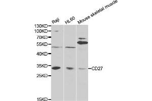 Western blot analysis of extracts of various cell lines, using CD27 antibody (ABIN5971005) at 1/1000 dilution. (CD27 Antikörper)