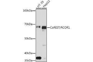 Western blot analysis of extracts of various cell lines, using CoREST/RCOR1 Rabbit mAb (ABIN7269920) at 1:1000 dilution. (CoREST Antikörper)
