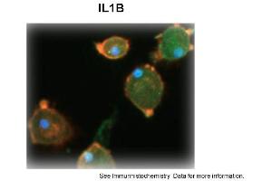 Sample Type: Human Macrophange CellsGreen: primaryRed: phallodinBlue: DAPIYellow: green/redPrimary Dilution: 1:200Secondary Antibody: anti-Rabbit IgG-FITCSecondary Dilution: 1:1000Image Submitted By: Milan FialaUniversity of California, Los Angeles (IL-1 beta Antikörper  (N-Term))