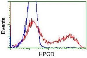 Image no. 3 for anti-Hydroxyprostaglandin Dehydrogenase 15-(NAD) (HPGD) antibody (ABIN1496362) (HPGD Antikörper)