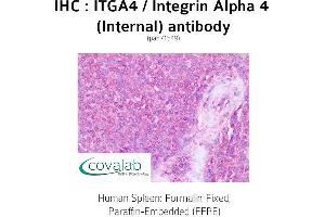 Image no. 1 for anti-Integrin alpha 4 (ITGA4) (Internal Region) antibody (ABIN1736071) (ITGA4 Antikörper  (Internal Region))