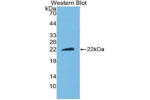 Western Blotting (WB) image for anti-Ciliary Neurotrophic Factor (CNTF) (AA 2-198) antibody (ABIN3209714) (CNTF Antikörper  (AA 2-198))