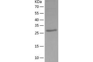 Western Blotting (WB) image for Nucleotide Binding Protein 2 (NUBP2) (AA 1-271) protein (His tag) (ABIN7124233) (NUBP2 Protein (AA 1-271) (His tag))