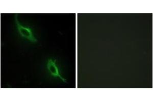 Immunofluorescence analysis of NIH-3T3 cells, using CKMT2 Antibody. (CKMT2 Antikörper  (AA 231-280))