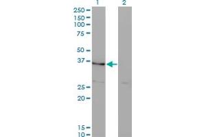 Western Blot analysis of HHEX expression in transfected 293T cell line by HHEX monoclonal antibody (M10), clone 4E9. (HHEX Antikörper  (AA 133-237))