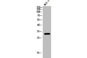 Western Blot analysis of MCF-7 cells using Phospho-RPA p32 (S33) Polyclonal Antibody (RPA2 Antikörper  (pSer33))
