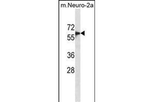SD6 Antibody (C-term) (ABIN1881817 and ABIN2839043) western blot analysis in mouse Neuro-2a cell line lysates (35 μg/lane). (SMAD6 Antikörper  (C-Term))