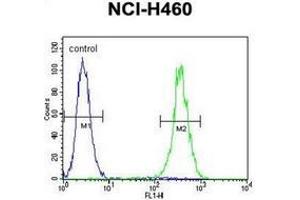Flow cytometric analysis of NCI-H460 cells using LRRC38 Antibody (C-term) Cat. (LRRC38 Antikörper  (C-Term))