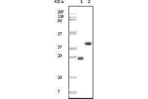Western Blotting (WB) image for anti-B-Cell CLL/lymphoma 10 (BCL10) antibody (ABIN2464015) (BCL10 Antikörper)