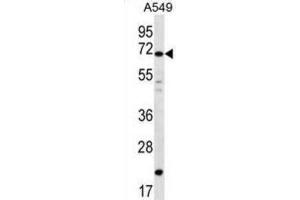 Western Blotting (WB) image for anti-Deleted In Azoospermia 4 (DAZ4) antibody (ABIN2996817) (DAZ4 Antikörper)