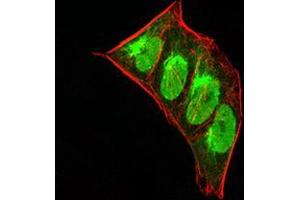 Immunofluorescence analysis of Hela cells using CBX5 mouse mAb (green). (CBX5 Antikörper  (AA 1-191))